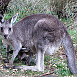 Thumbnail Photo for the Jindabyne Gallery.